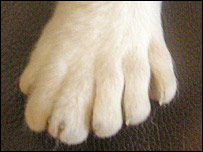 Gato com polidactilia