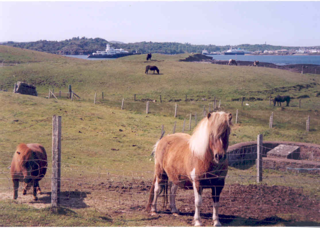 Horses at the Arnish Lighthouse. 