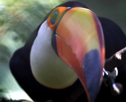 Toucan