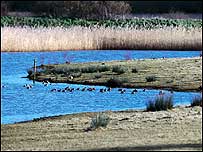 Bowling Green Marsh c/o RSPB