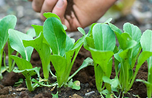 Mulching around a row of autumn salad leaves