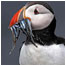 Rocky Islands Index (Image: Puffin)