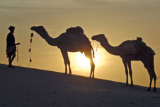 Camels walking across the desert