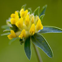 Anthyllis vulneraria