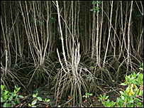 Mangroves 