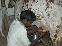 दूध दुहता एक क़ैदी