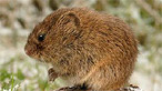 Field vole