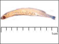 Schindleria brevipinguis 