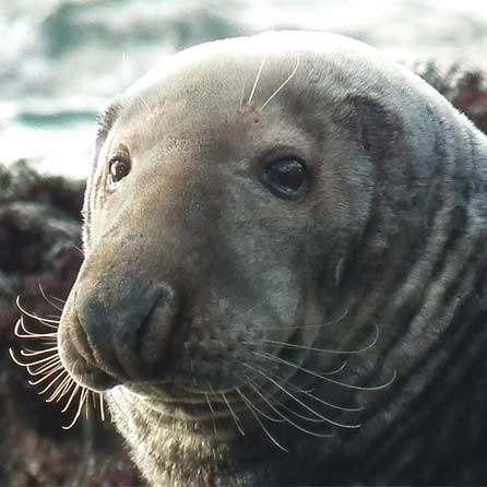 A superb portrait of a grey seal on Anglesey by Top Sausage Lobber!