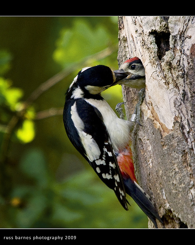 Great Spotted Woodpecker &amp; Chick
