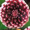 Dahlia 'Edinburgh'