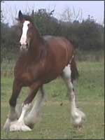 One of Wadworth's Shires enjoys some fresh air and freedom