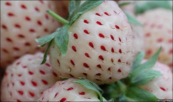 pineberries_595.jpg