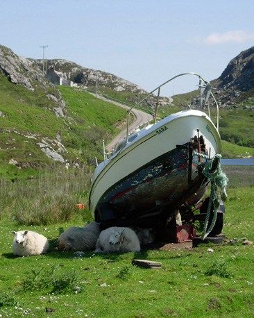 sheep sleeping under a boat, photo courtesy of Alistair Hunter and Fiona MacFarlane