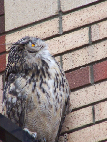 The Boro Owl spots a pigeon