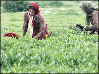 دامېل کوپراتيف