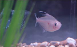 Vote for Darting Diana