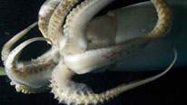 A Humboldt squid