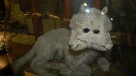 The Two-Headed Lamb at Bangor University Museum The Two-Headed Lamb at Bangor University Museum