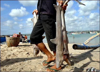 Ngư dân ở Denpasar trên đảo Bali, Indonesia.