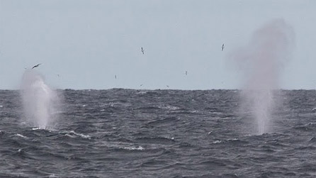 Fin whale off the Welsh coast. Image by Richard Crossen