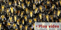 Play video - giant Asiatic honeybees