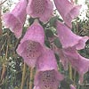 Digitalis purpurea
