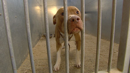 Photo of a caged dog