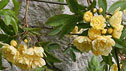 Rosa banksiae 'Lutea'