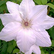 Clematis 'Fuyu-No-tabi'