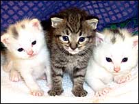 Gatos anti-alérgicos (foto: Allerca)