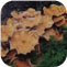Honey fungus