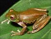 Rhacophorus penanorum (foto: © Stefan Hertwig)