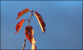 Autumn by Carolyn Woodruff