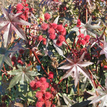 Ricinus communis