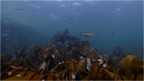 Underwater view of kelp bed and fish at Lamlash Bay..