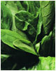 Spinach.