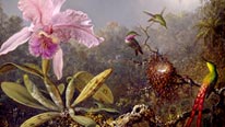 Martin Johnson Heade, Cattleya Orchid and Three Hummingbirds, 1871, oil on panel, National Gallery of Art, Washington, D.C., Gift of the Morris and Gwendolyn Cafritz Foundation