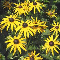 Rudbeckia hirta 'Marmalade'