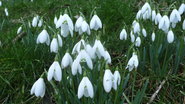 Snowdrops on the Garscube Estate