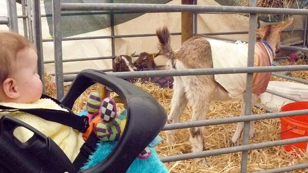 The kids are alright; this youngster got close to the occupants of the goat tent on Thursday afternoon.