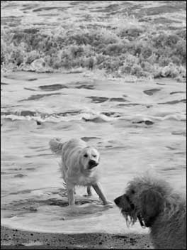 Dogs ast play in the snow
