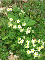 Cowslips in Walcot Wood
