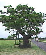 Kett's Oak