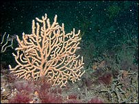 Pink sea fan