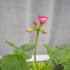 Pelargonium