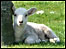 Lamb at Buckland