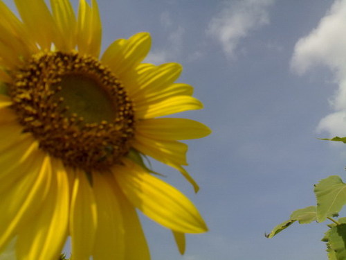 Sunflower_resize.jpg