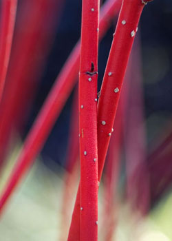 Cornus Siberica