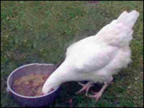 واورينه د دسترخوان خسوسکي خوري